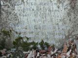 image of grave number 240889